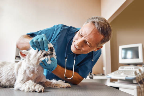 Best 24-Hour Emergency Dentist in Fort Loramie, OH
